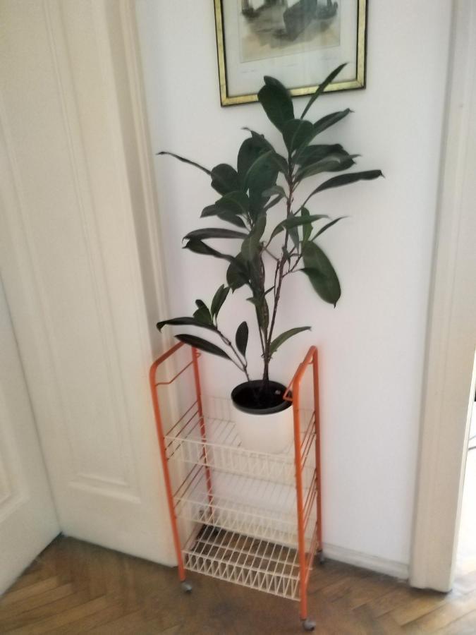 ベオグラード Monica'S Houseホステル エクステリア 写真